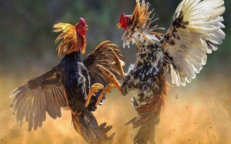 How to verify your account after registering with Sv388 to ensure safety and security 1 18