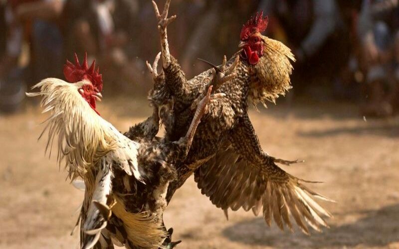 How to verify your account after registering with Sv388 to ensure safety and security 2 19